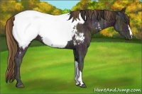 Horse Color:Plaid  Midnight Bay Ice Appaloosa 