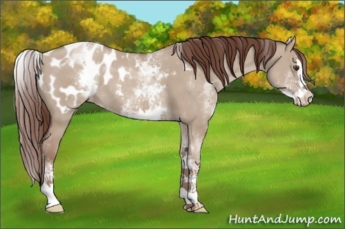 Horse Color:White Spotted Classic Champagne Dun Splash Appaloosa 