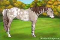 Horse Color:White Spotted Classic Champagne Dun Splash Appaloosa 