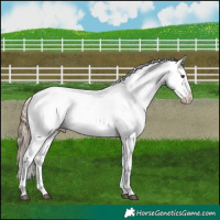 Horse Color:Liver Chestnut Sabino Appaloosa 