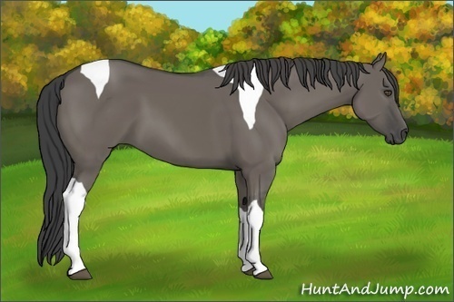 Horse Color:Smoky Grullo Tobiano