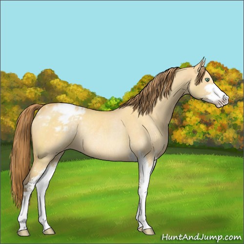 Horse Color:Amber Cream Champagne Dun Sabino Appaloosa Rabicano 