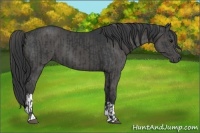 Horse Color:Black  and Black 