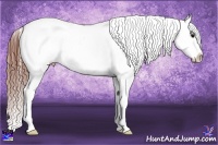 Horse Color:Grullo Ice Frame Appaloosa