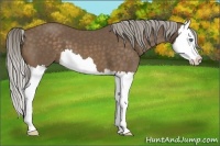 Horse Color:Chocolate Palomino Splash