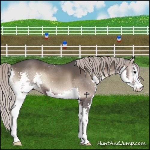 Horse Color:Silver Blue Onyx Sabino Splash 