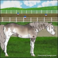 Horse Color:Silver Blue Onyx Sabino Splash 