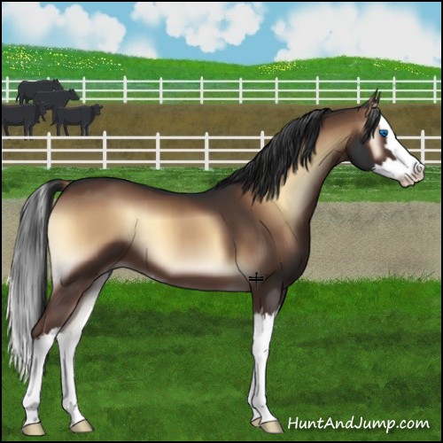 Horse Color:Liver Red Onyx Sabino Splash 