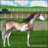 Horse Color:Liver Red Onyx Sabino Splash