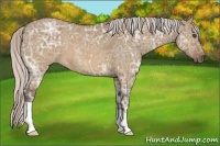 Horse Color:Silver Brown Ice Dun 