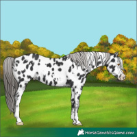 Horse Color:White Spotted Black Appaloosa 