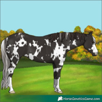 Horse Color:White Spotted Liver Chestnut 