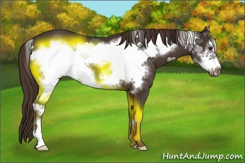Horse Color:Liver Chestnut Frame 