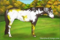 Horse Color:Liver Chestnut Frame 