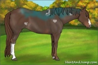 Horse Color:Liver Chestnut 