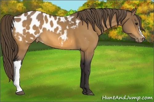 Horse Color:Buckskin Blanket