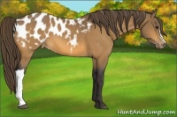 Horse Color:Buckskin Blanket