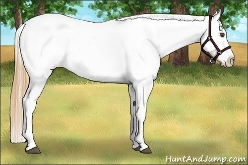 Horse Color:Buckskin Roan Dun Appaloosa