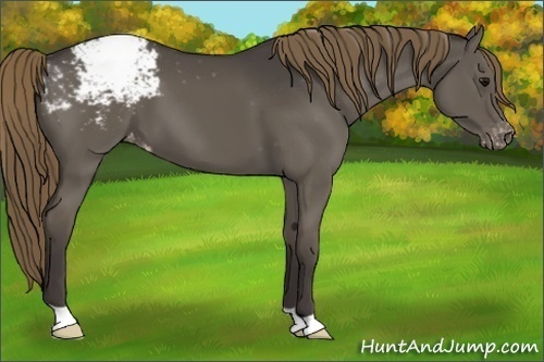 Horse Color:Smoky Grullo Appaloosa 