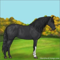 Horse Color:Black 
