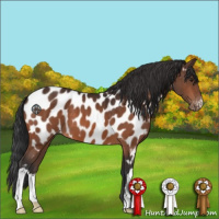 Horse Color:Brown Appaloosa 