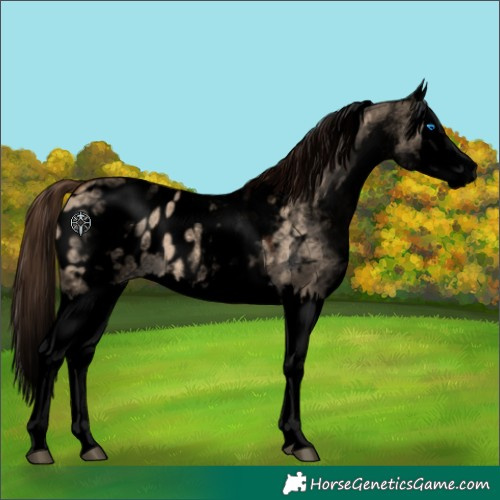 Horse Color:Void White Spotted Brown Dun Splash Appaloosa