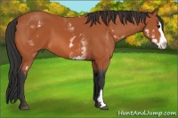 Horse Color:White Spotted Bay Splash Frame 