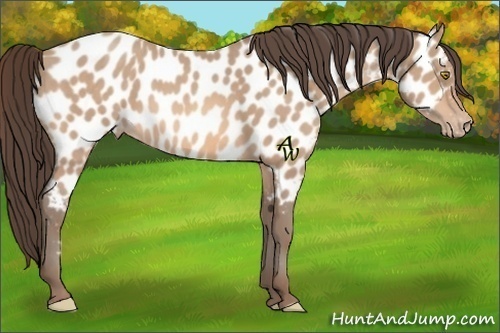 Horse Color:Amber Champagne Appaloosa 