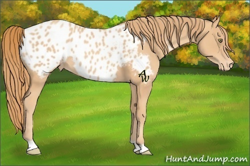 Horse Color:Gold Champagne Appaloosa 