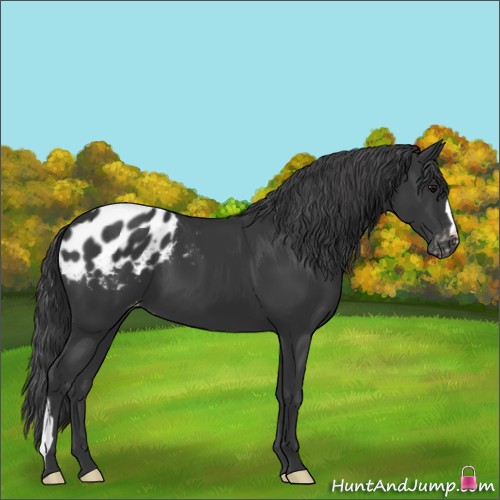 Horse Color:Black Appaloosa