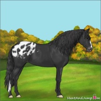 Horse Color:Black Appaloosa 