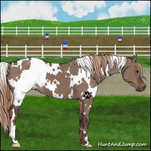 Horse Color:White Spotted Liver Red Dun 