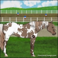 Horse Color:White Spotted Liver Red Dun 