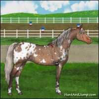 Horse Color:White Spotted Silver Bay Dun Appaloosa Brindle
