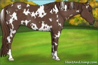 Horse Color:White Spotted Liver Chestnut