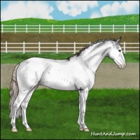 Horse Color:Liver Chestnut Sabino Appaloosa 
