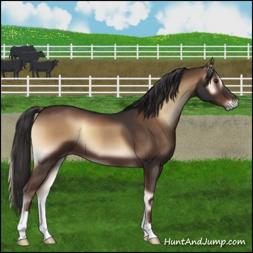 Horse Color:Liver Red Onyx 