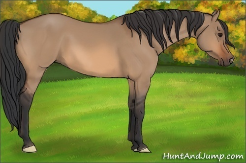 Horse Color:Bay Dun 