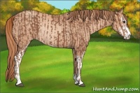 Horse Color:Chestnut Sabino Rabicano  and Gold Champagne Sabino Rabicano 