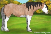 Horse Color:Bay Roan Splash 