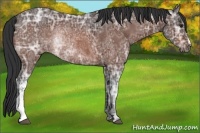 Horse Color:Brown Ice Rabicano 