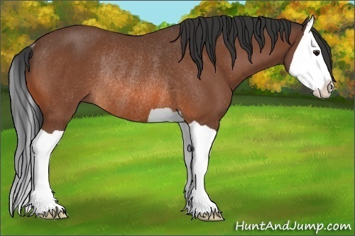 Horse Color:Bay Splash Rabicano 