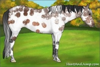 Horse Color:White Spotted Bay Ice Frame 