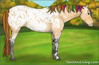 Horse Color:Painted Buckskin Ice Appaloosa 