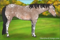 Horse Color:ERROR: UNKNOWN ANOMALY