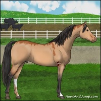 Horse Color:Bay Dun