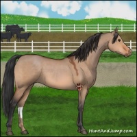 Horse Color:Bay Dun