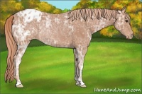 Horse Color:Chestnut Ice Appaloosa 