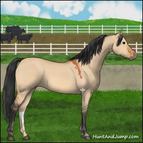 Horse Color:Bay Dun 