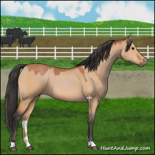 Horse Color:Bay Dun 